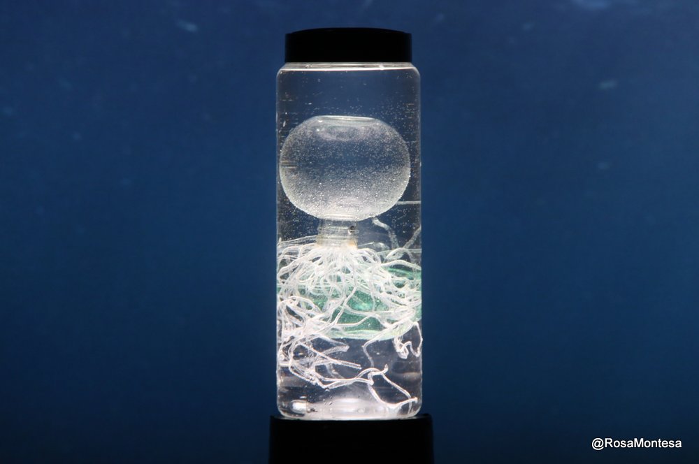 Laboratorio de medusas con botellas de plástico