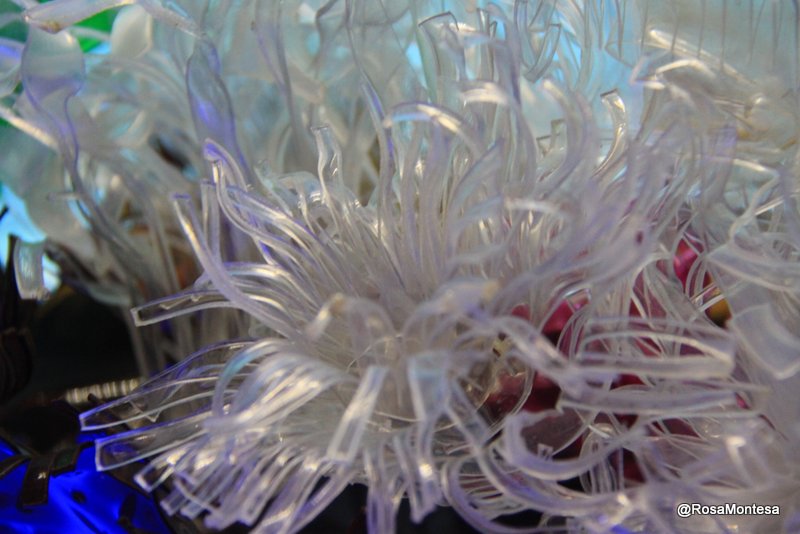 Algas fondo marino con plástico pet Rosa Montesa