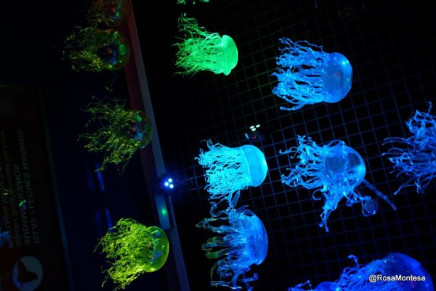 Medusas voladoras oceanográfic de Valencia