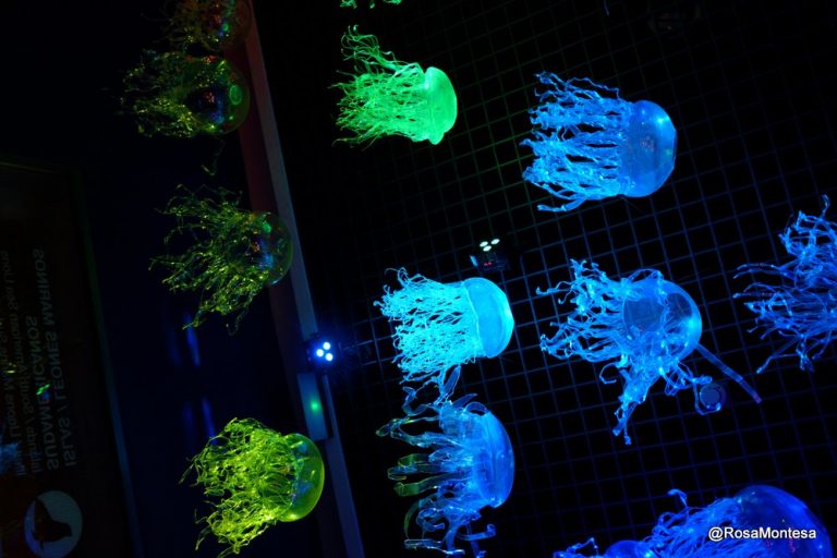 Medusas voladoras oceanográfic de Valencia