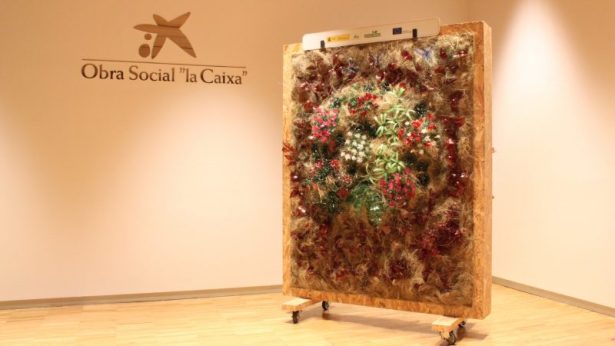 Jardines verticales para la Fundación Bioversidad