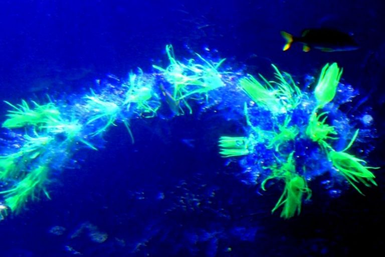 Estrella-de-belén-Navidad-Pesebre-plástico-Oceanogràfic