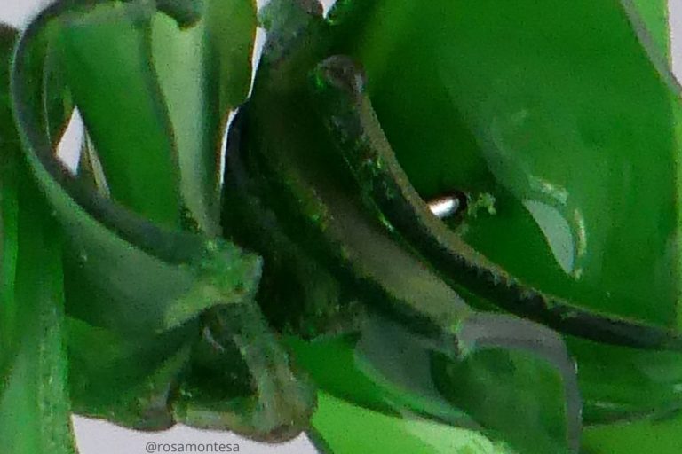 micro plásticos descartados